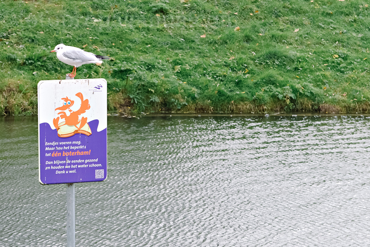 Overlast ongedierte door voeren van watervogels in Oost-Zuid