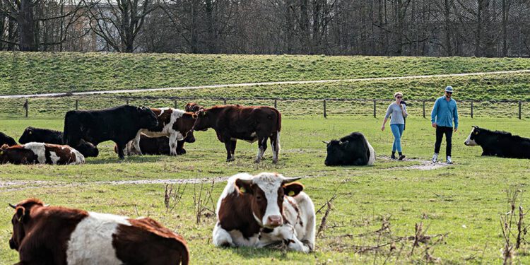uiterwaardengebied
