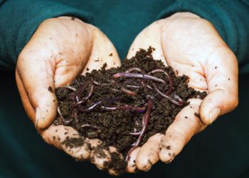 compost