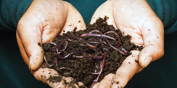 compost