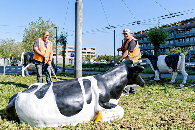 rotonde koeien