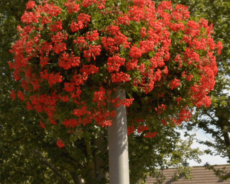 hanging baskets