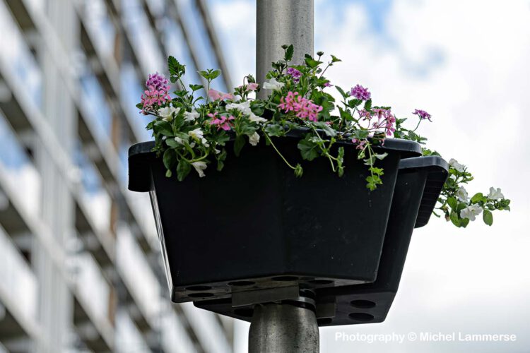 hanging baskets