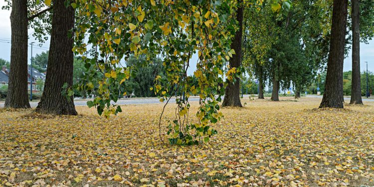 De wijk is nog nooit zo droog geweest – het lijkt wel herfst!