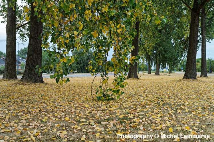 De wijk is nog nooit zo droog geweest – het lijkt wel herfst!