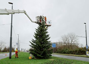 Hij staat weer…de kerstboom!