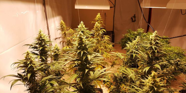 Kwekerij Malburgen Cannabis